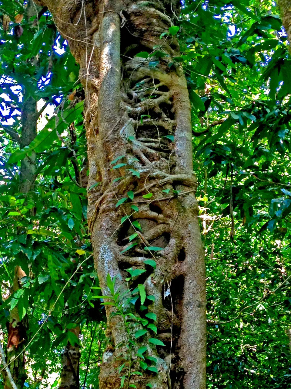 strangler fig2.png