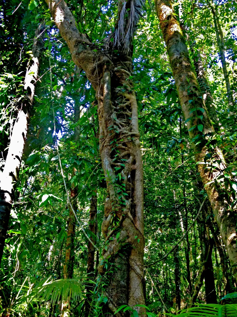 strangler fig.png