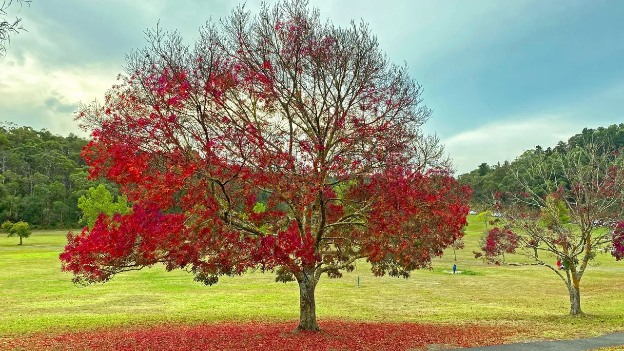 LANDSCAPE #8-red tree- CCH.png