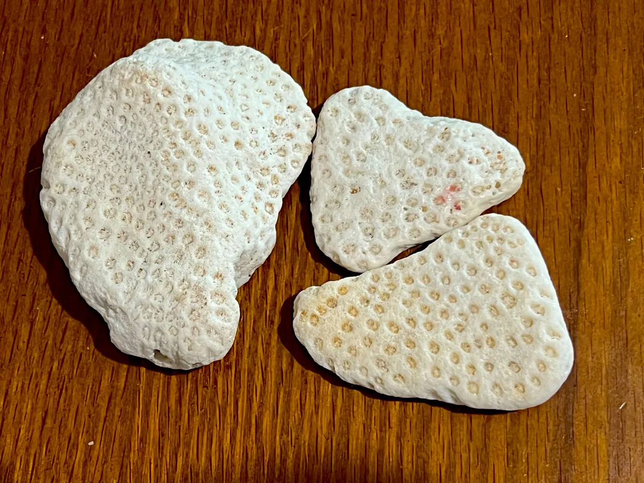 OLD CORAL.jpeg
