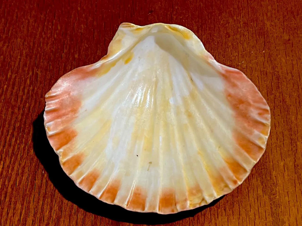 SHELL BELLY.jpeg