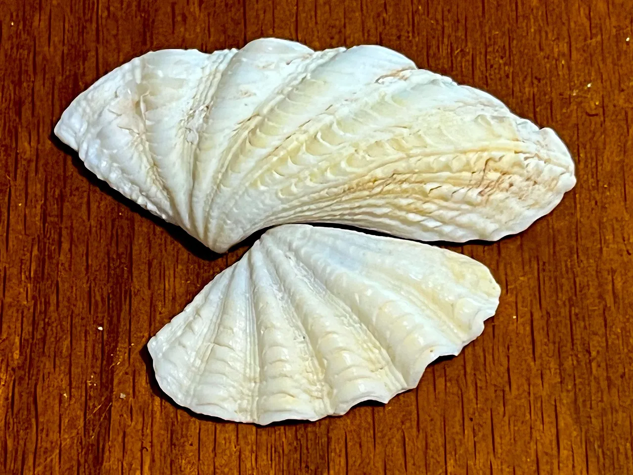 SHELLS .jpeg