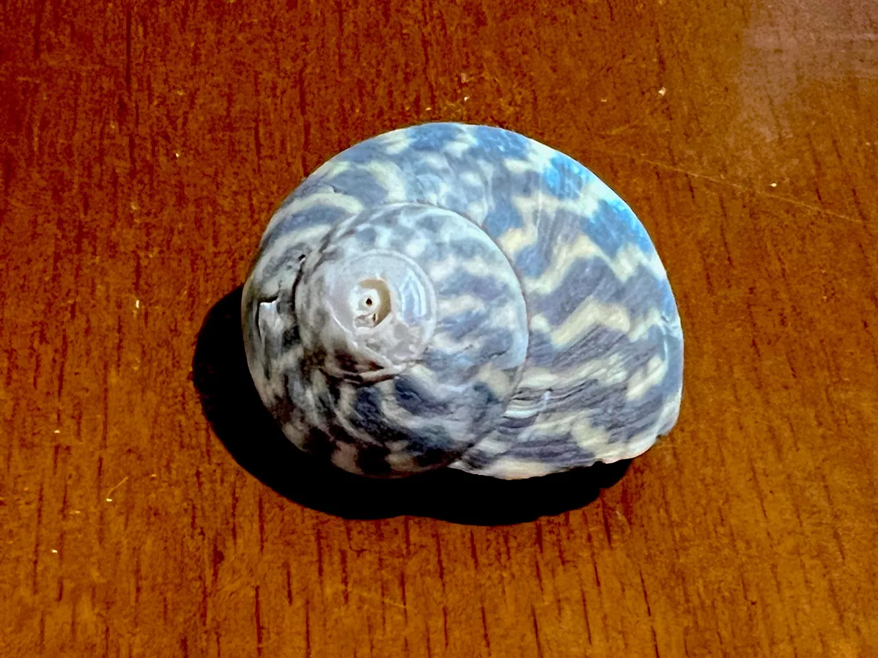 SEASNAIL SHELL.jpeg