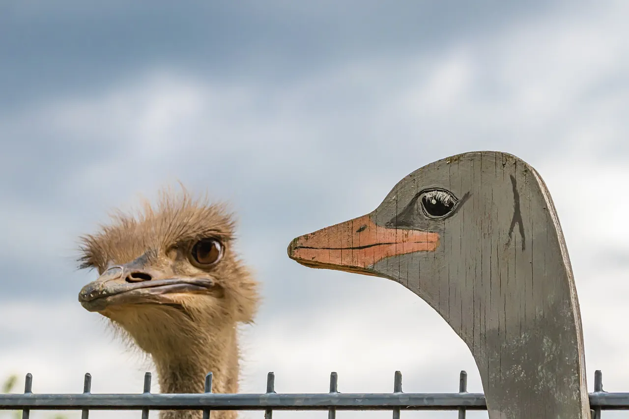 ostrich-4243189_1280.jpg