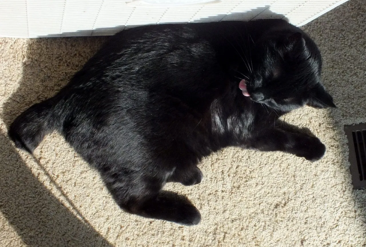 CCCS044-Caturday.jpg