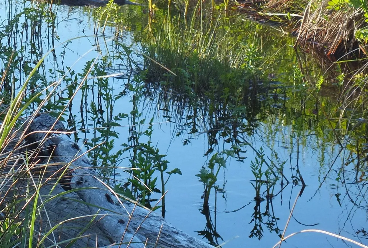 CCP-165-Watery.JPG
