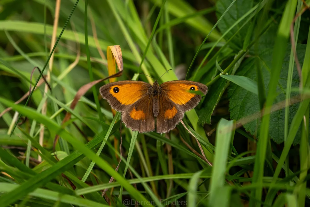 Ulley-Gate Keeper butterfly.jpg