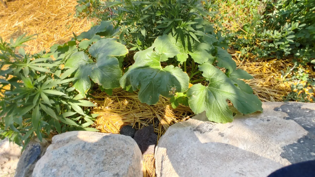 20210629_111803_HDR.jpg
