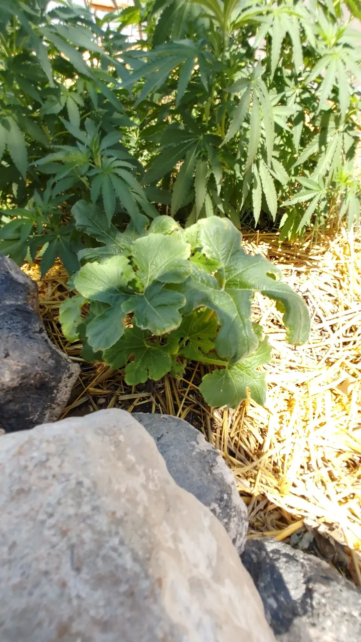 20210629_111812_HDR.jpg