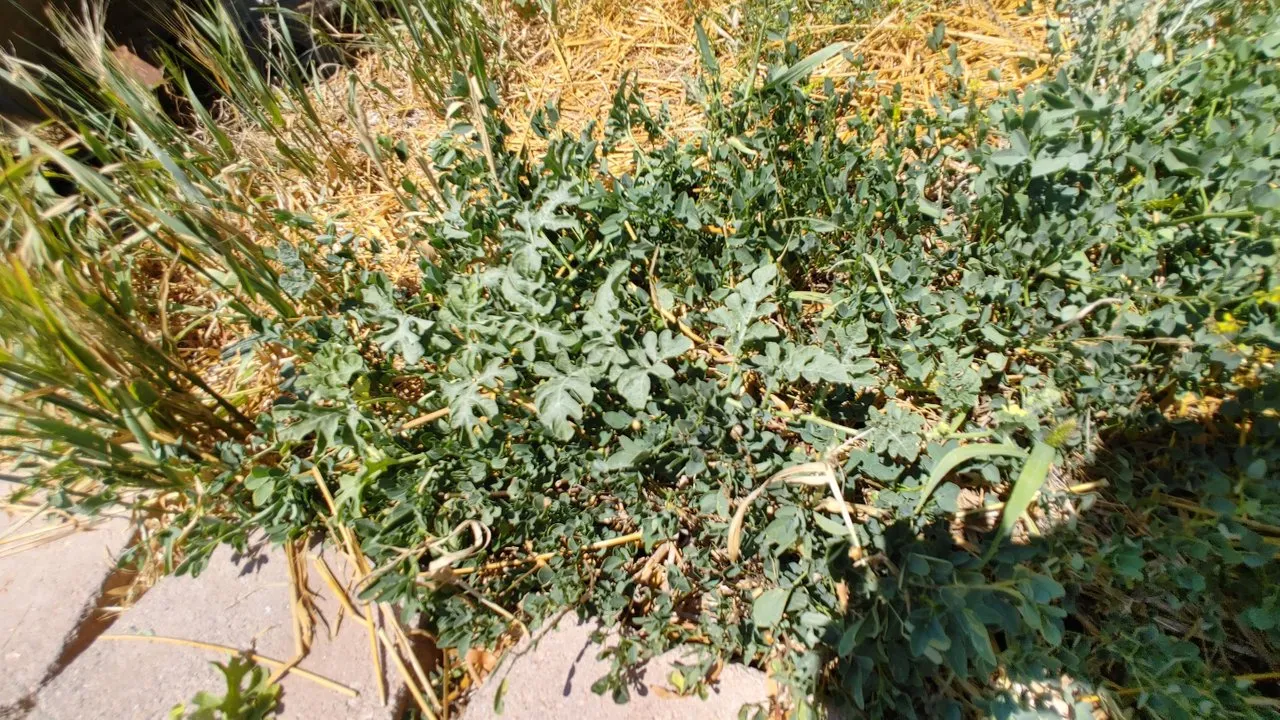 20210629_112057_HDR.jpg