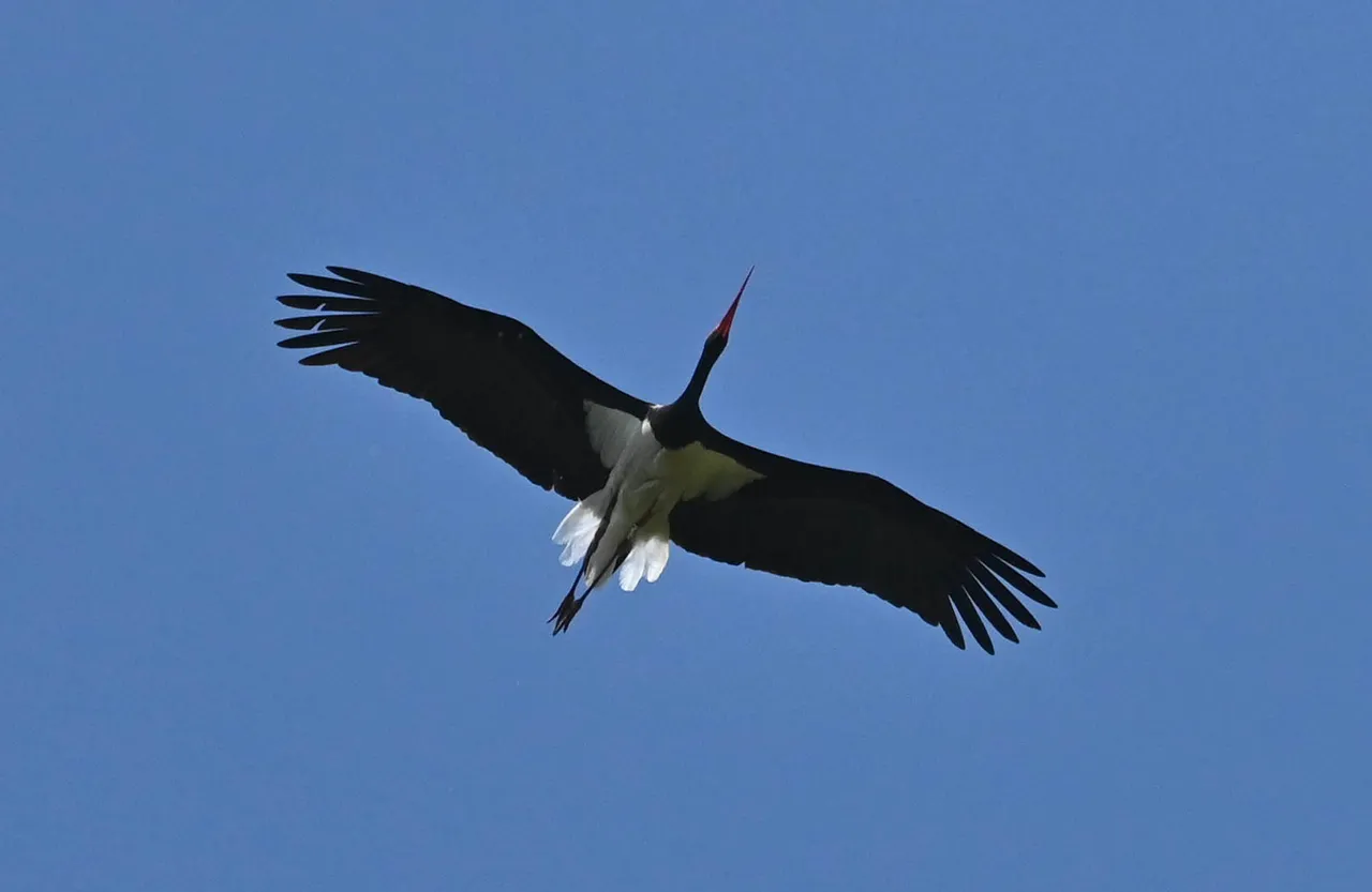 Z62_7024.jpg