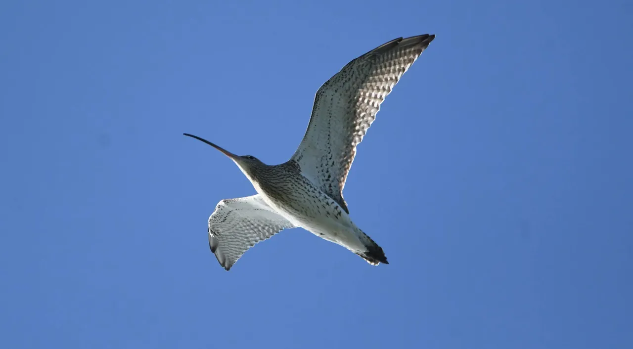 DSC_2652.jpg