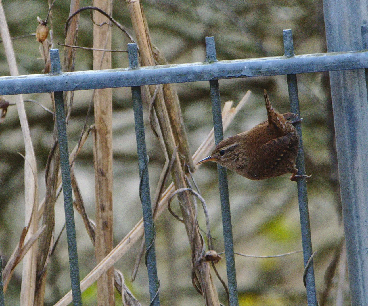 DSC_6813.jpg