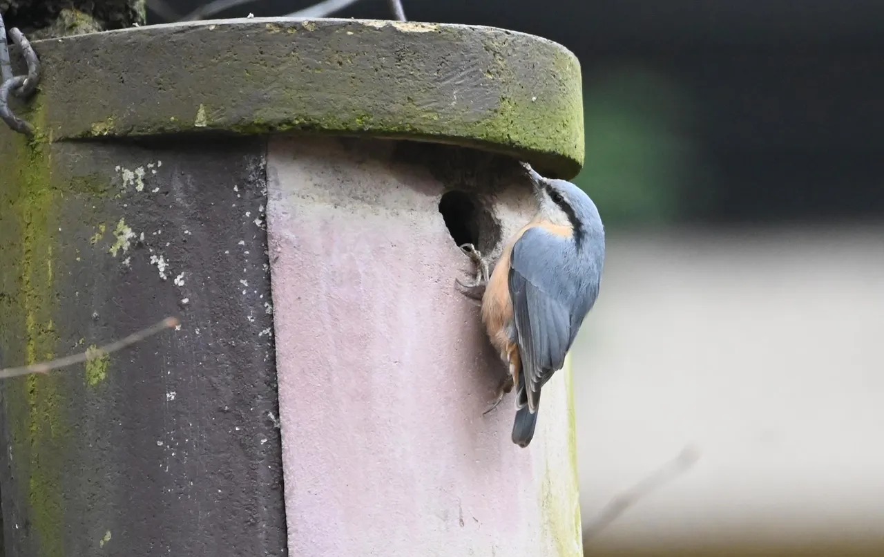 Z62_4946_nuthatch.jpg