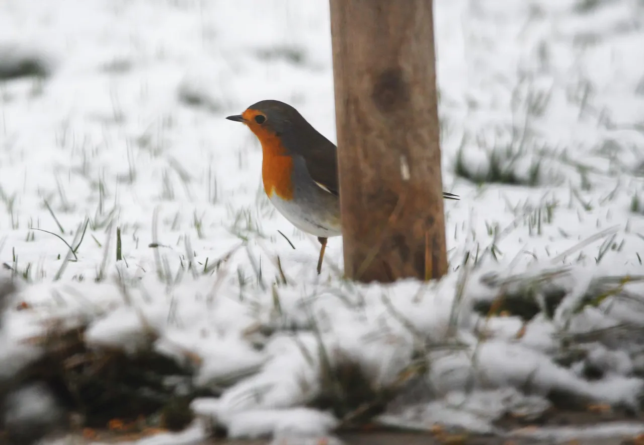 DSC_3510.jpg
