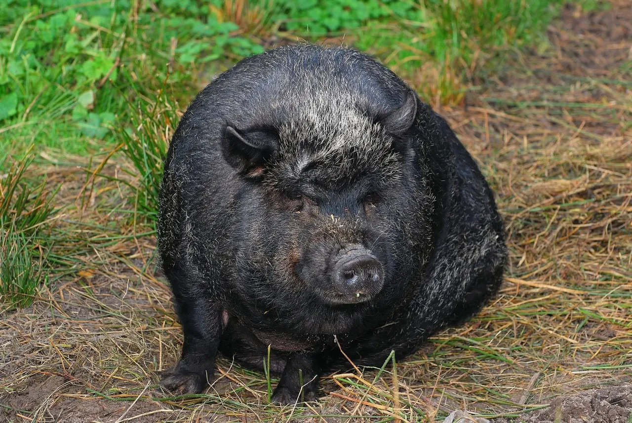 pig-1012958_1920.jpg