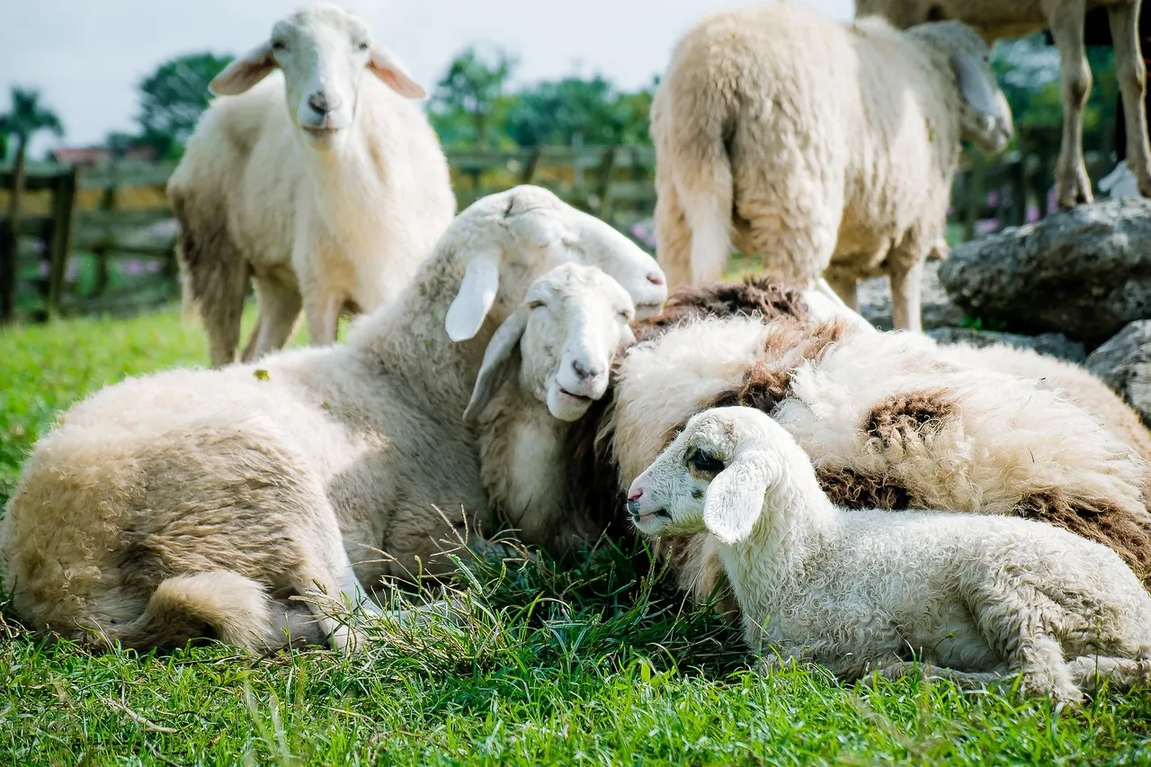 sheep-5352474_1920.jpg