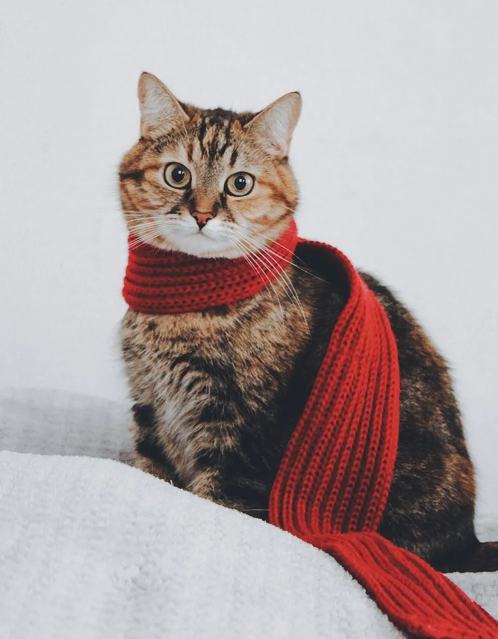 cat-5767334_1280.jpg
