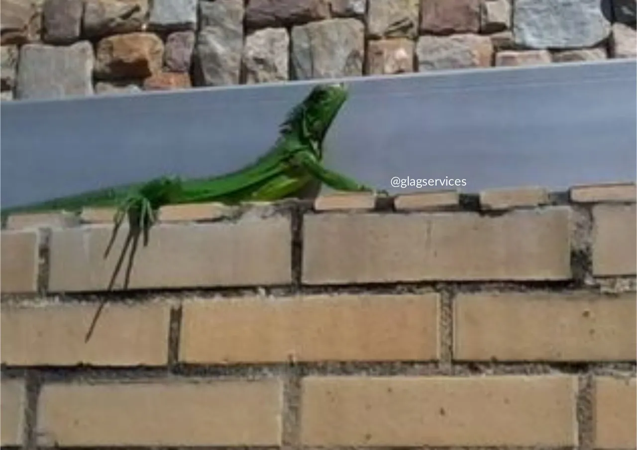 6Iguana.jpg