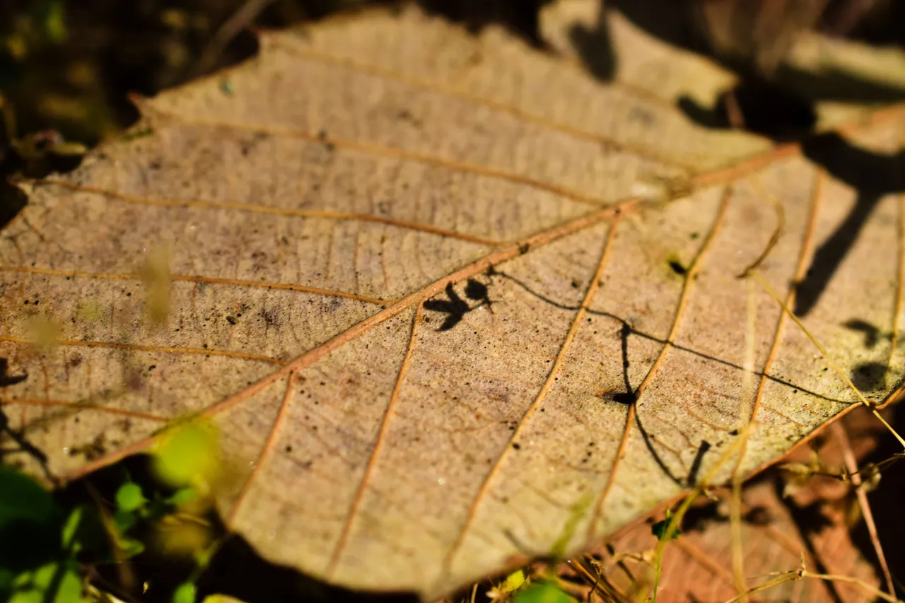 DSC_0381.jpg