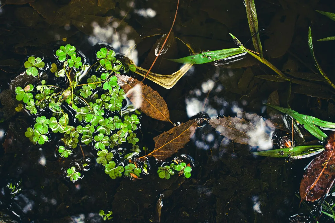 DSC_0507.jpg