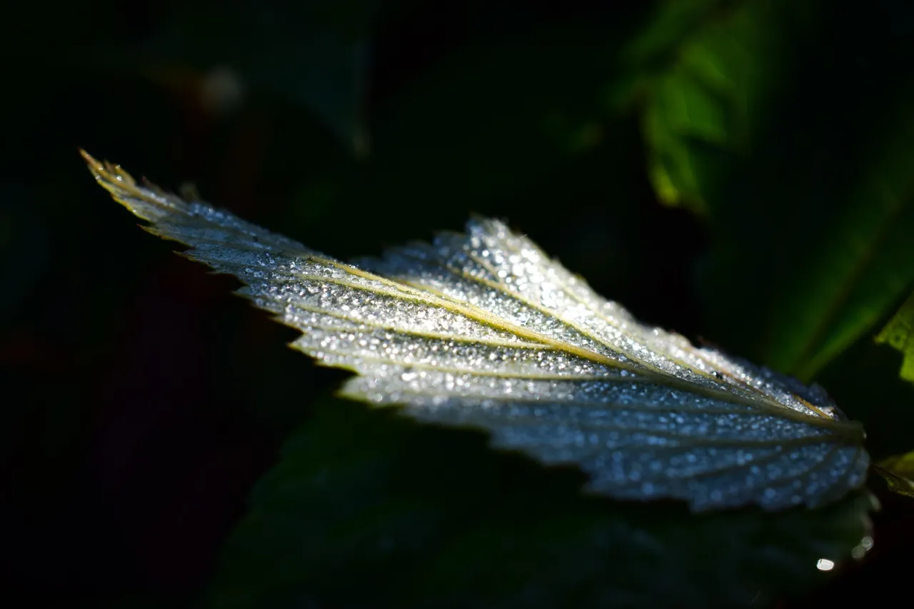DSC_0513.jpg