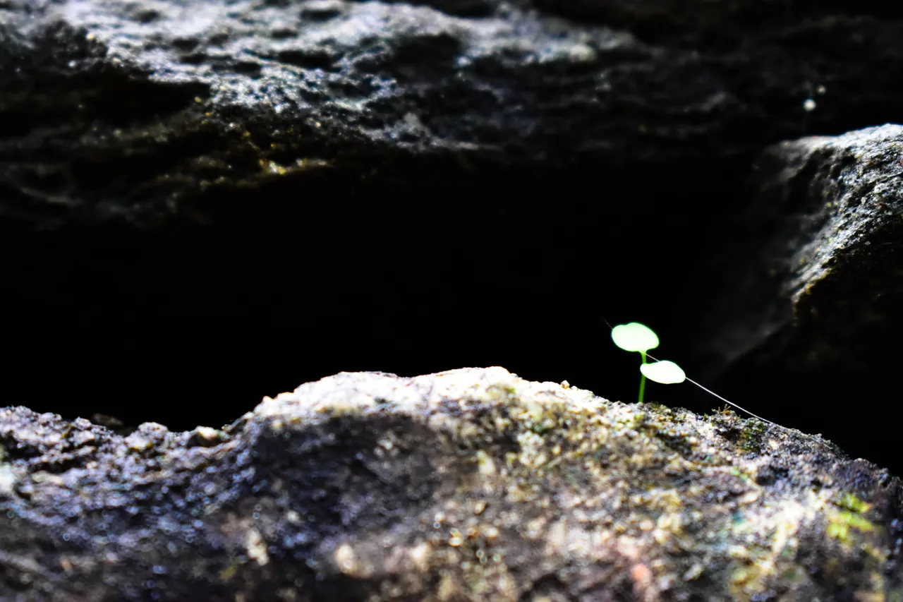 _DSC0190_1.jpg