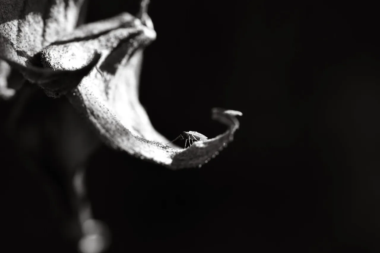 DSC_0582 (2).jpg