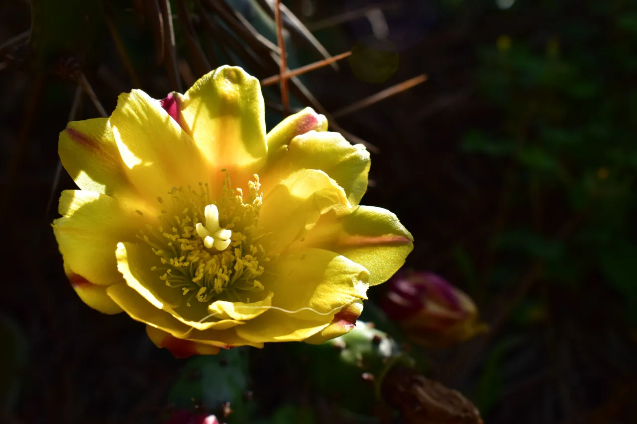 DSC_1462.jpg