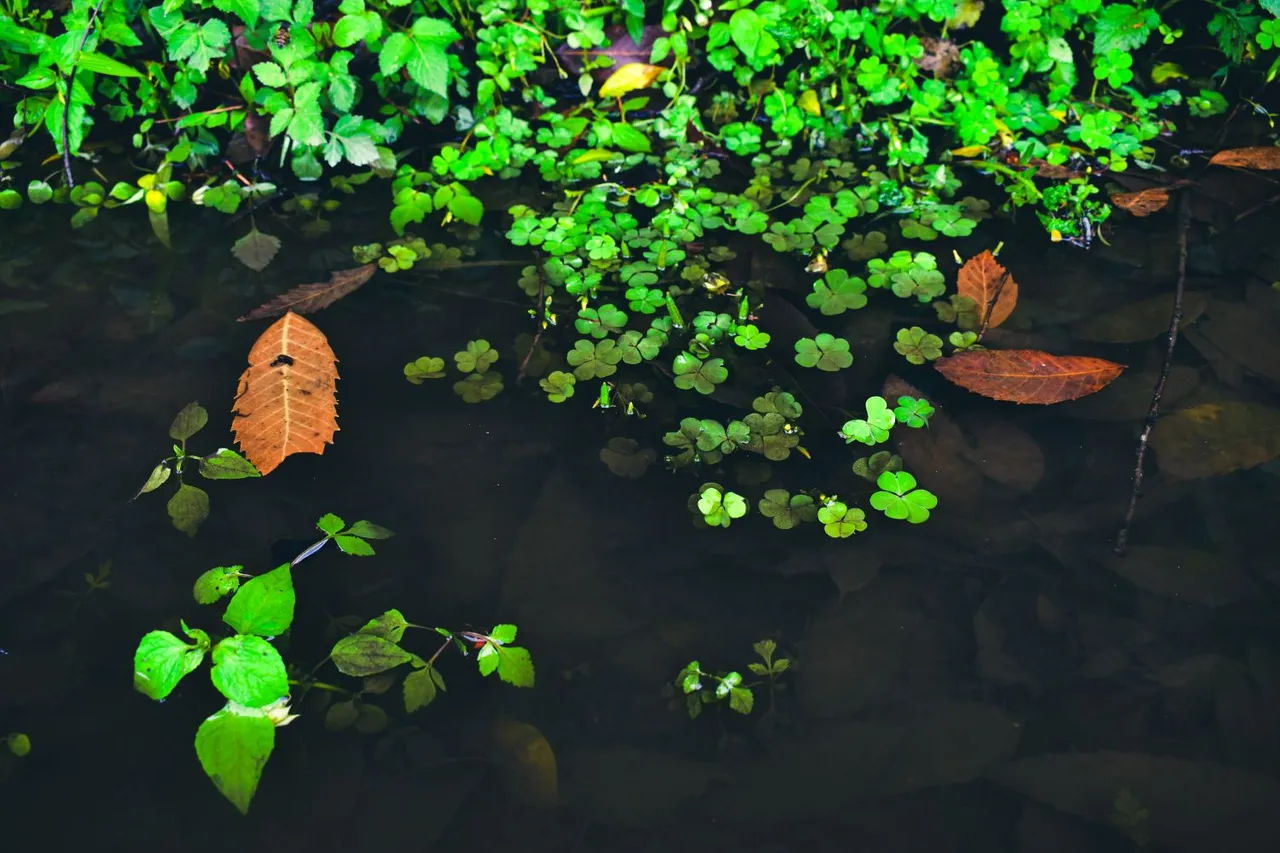 DSC_0992.jpg