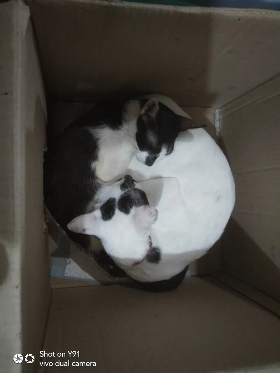 yinyang.jpg