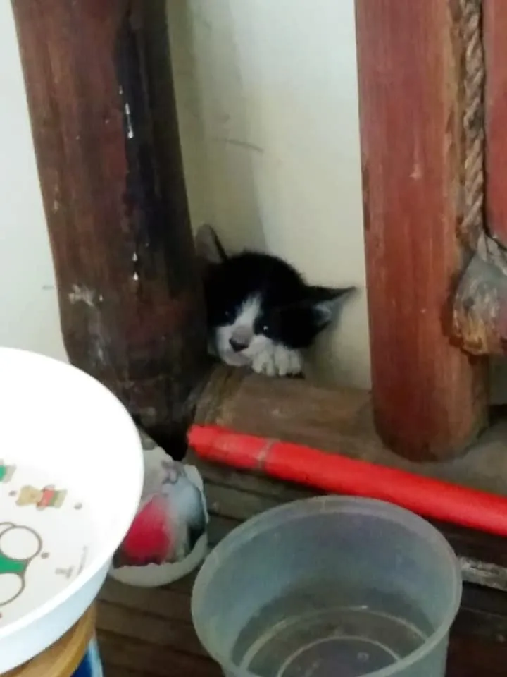 bashful.jpg