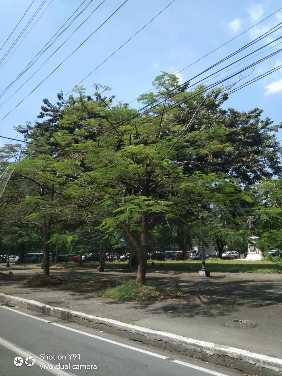 fascinating tree.jpg