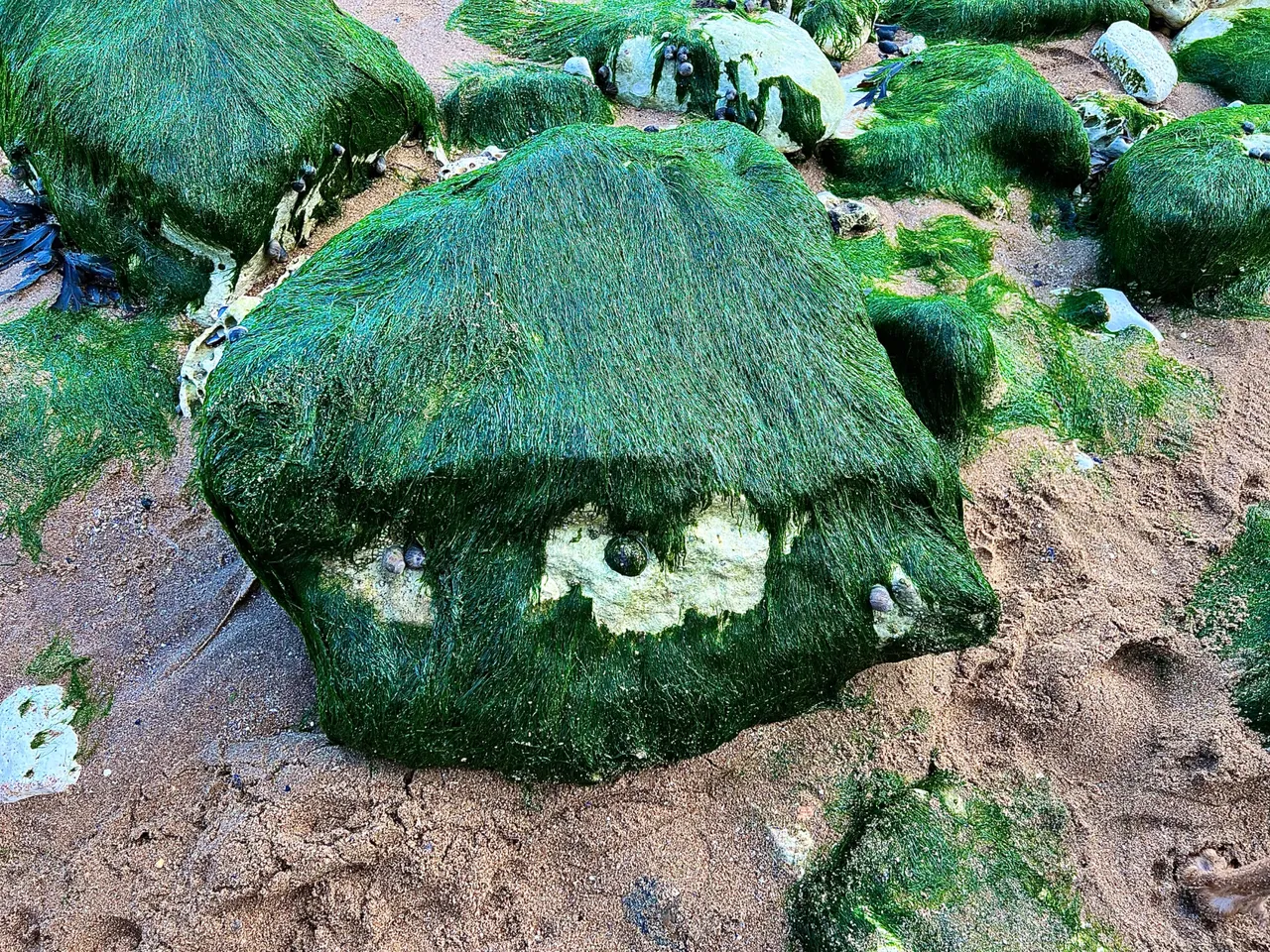 “Green Haired Single eyed  cute creature”