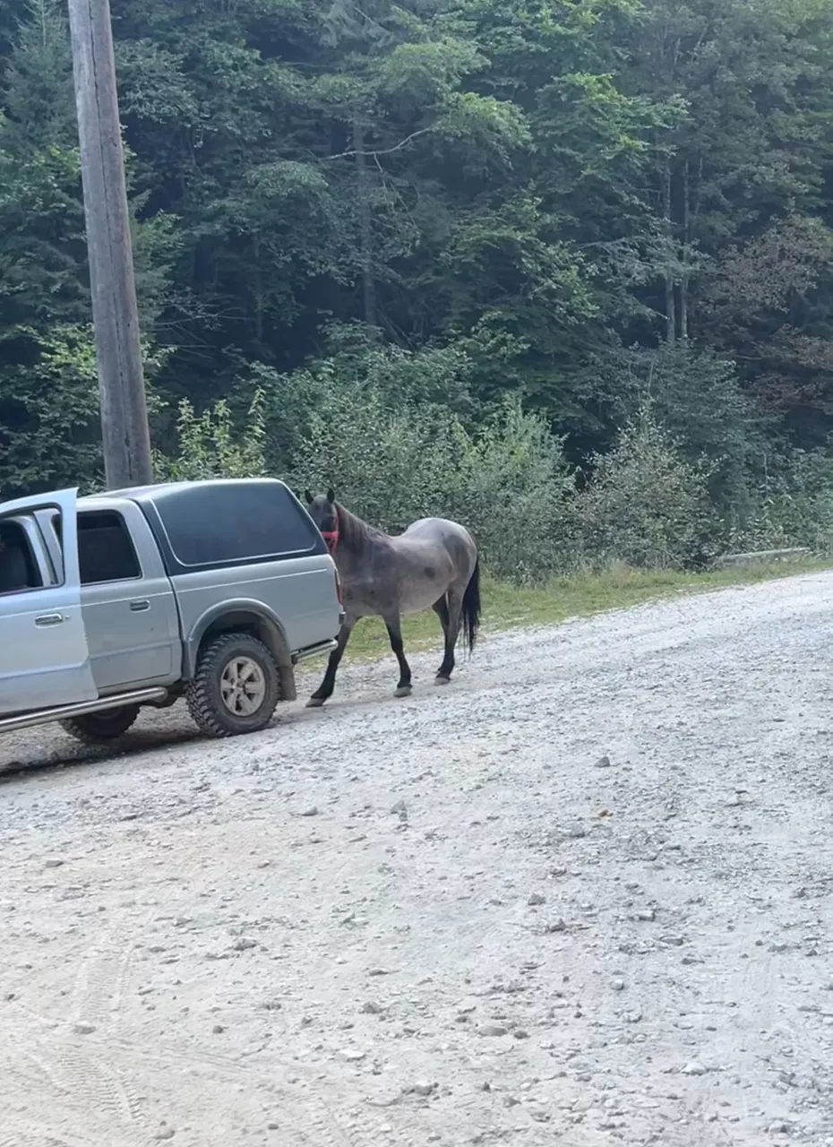 I am not sure what happened here… perhaps an upset horse… “Why they chose the car and not me? 🥲, Wild Romania.