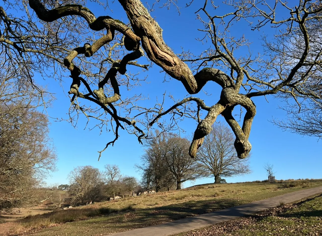 Knole's Medieval Deer Park, Sevenoaks, Kent, England, UK, 2023