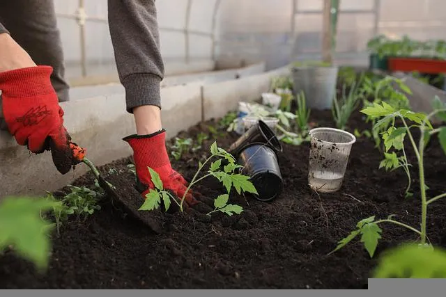 greenhouse-6226263_640.jpg