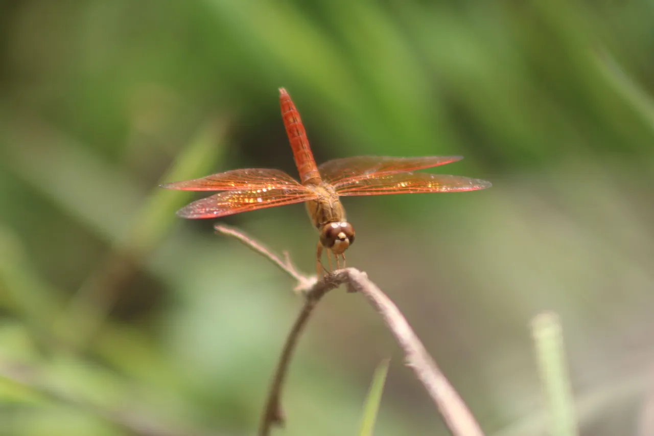 Some photography of dragonflies when they enter the forest