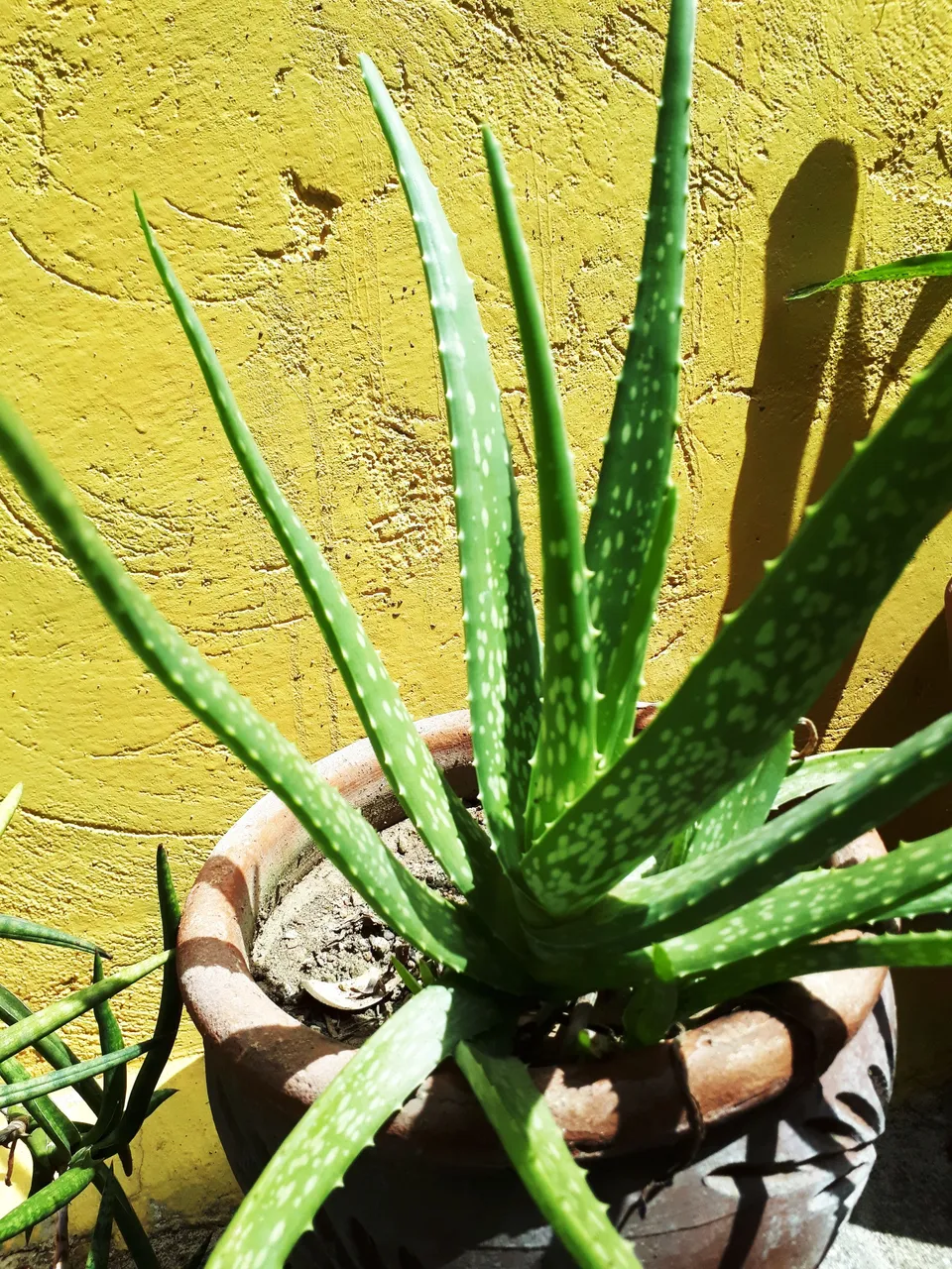 AloeVera-6-20-2021.jpg