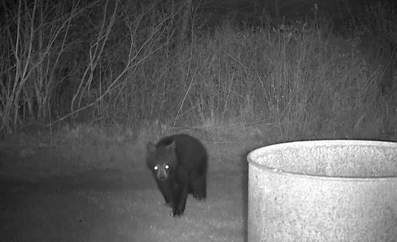 bear.jpg