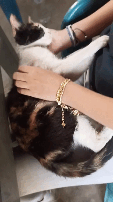 lv_0_20240702190647.gif