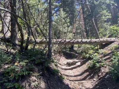Fallen log in trail.jpg