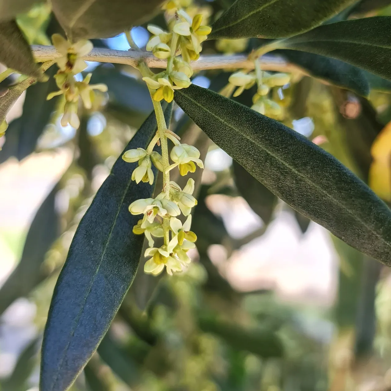 A nice cluster of Olive flowers.