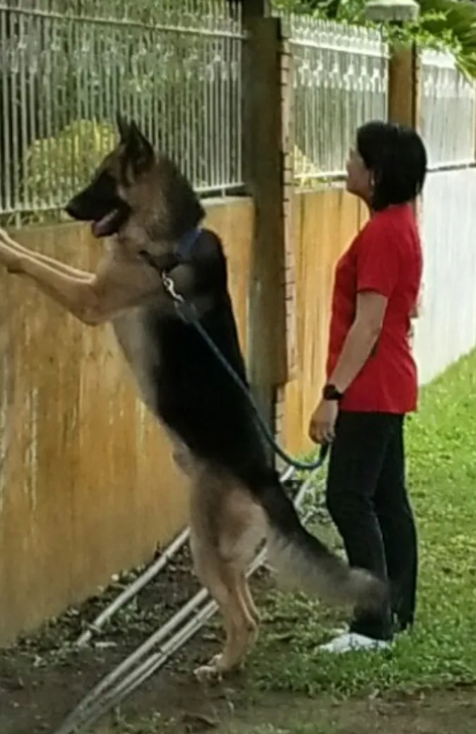 cooper on the gate.png