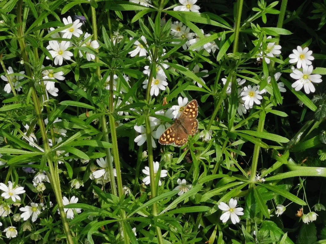 Wildflowers-Devon-030.jpg