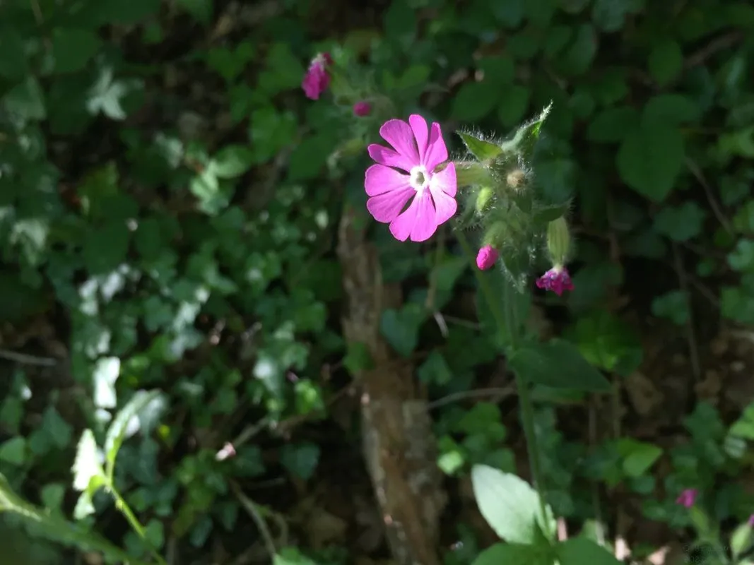 Wildflowers-Devon-037.jpg
