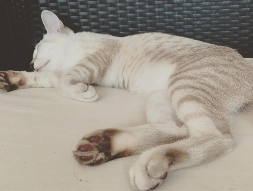 6-month-old-kittens-039.jpg