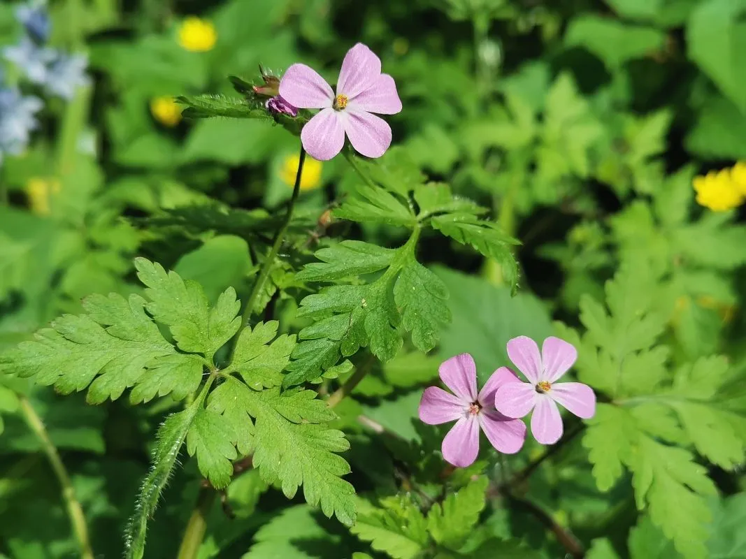 Wildflowers-Devon-028.jpg