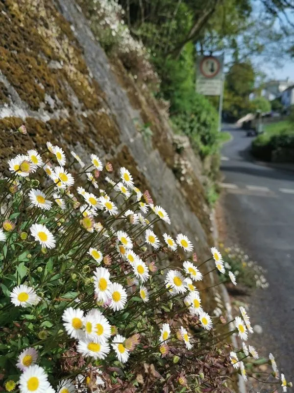 Wildflowers-Devon-027.jpg
