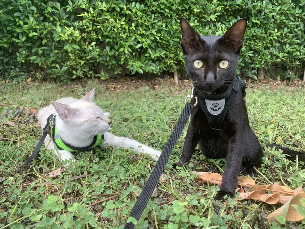 6-month-old-kittens-032.jpg